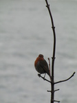 SX21405 Robin on branch.jpg